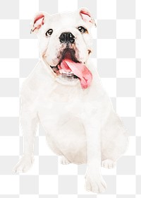 Cute Bulldog png sticker, watercolor illustration, transparent background