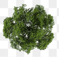 Tree png, top view spring clip art, transparent background