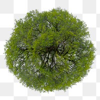 Tree png, top view spring clip art, transparent background