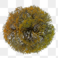 Tree png, top view autumn clip art, transparent background