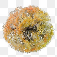 Tree png, top view autumn watercolor illustration, transparent background