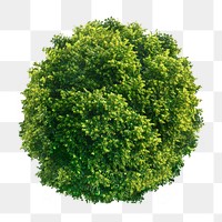 Tree png, top view spring clip art, transparent background