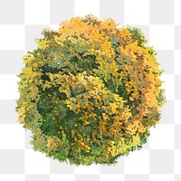 Tree png, top view autumn clip art, transparent background