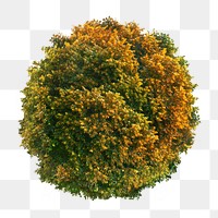 Tree png, top view autumn clip art, transparent background