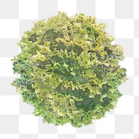 Tree png, top view spring clip art, transparent background