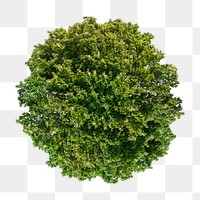 Tree png, top view clipart, transparent background