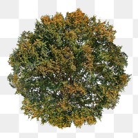 Tree png top view, autumn clipart, transparent background