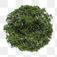 Tree png, top view spring clipart, transparent background