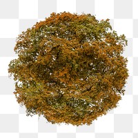 Tree png top view, autumn clipart, transparent background