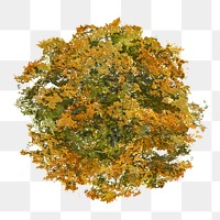 Tree png top view, autumn clipart, transparent background