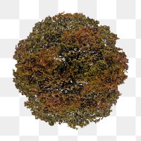 Tree png top view, autumn clipart, transparent background