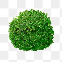 Shrub png sticker on transparent background