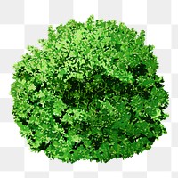 Shrub png sticker, watercolor illustration on transparent background