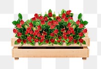 Rose bush png sticker on transparent background