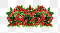 Rose bush png sticker on transparent background