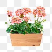 Pink flower bush png sticker on transparent background