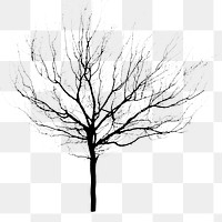 Silhouette tree png sticker on transparent background