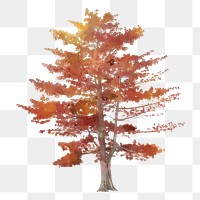 Tree png clipart, autumn watercolor illustration on transparent background