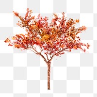 Autumn tree png sticker, watercolor illustration on transparent background