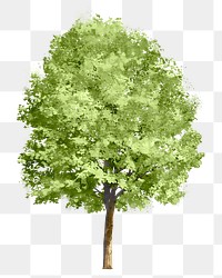 Tree png sticker, watercolor illustration on transparent background