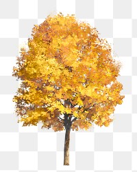 Autumn tree png sticker, watercolor illustration on transparent background