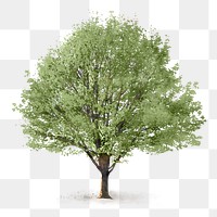 Tree png sticker, watercolor illustration on transparent background