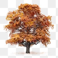 Autumn tree png sticker, watercolor illustration on transparent background