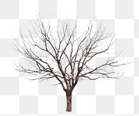 Dead tree png sticker on transparent background