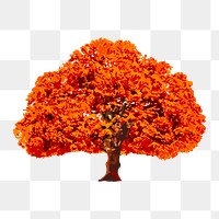 Tree png clipart, autumn watercolor illustration on transparent background