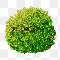 Shrub png sticker on transparent background