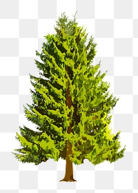 Spruce tree png clipart, watercolor illustration on transparent background