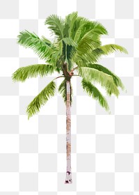 Palm tree png clipart, watercolor illustration on transparent background