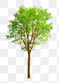 Tree png clipart, watercolor illustration on transparent background