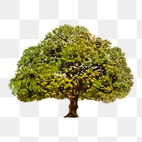 Tree png clipart, watercolor illustration on transparent background