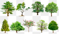 Png tree stickers, watercolor illustration set on transparent background