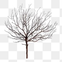 Dead tree png clipart, watercolor illustration on transparent background