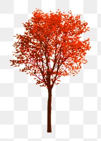 Tree png clipart, autumn watercolor illustration on transparent background