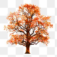 Tree png clipart, autumn watercolor illustration on transparent background