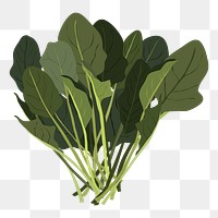 Water spinach png sticker, vegetable illustration on transparent background