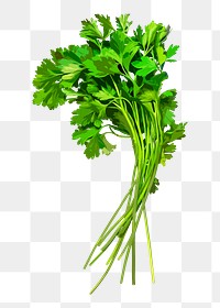 Coriander png sticker, vegetable illustration on transparent background