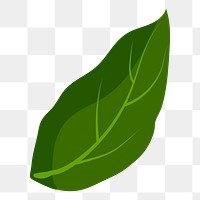 Green leaf png sticker, botanical illustration on transparent background