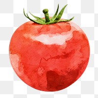 Tomato png clipart, vegetable drawing on transparent background
