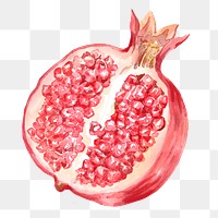 Pomegranate png clipart, fruit drawing on transparent background