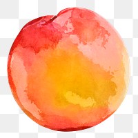 Peach png clipart, fruit drawing on transparent background