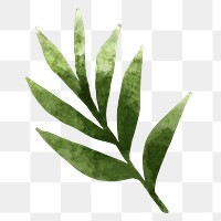 Watercolor sage png clipart, herb and vegetable drawing on transparent background