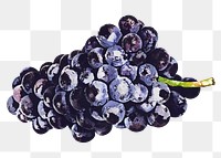 Black grape png clipart, fruit drawing on transparent background