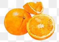 Mandarin oranges png clipart, fruit drawing on transparent background