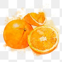 Mandarin oranges png clipart, fruit drawing on transparent background
