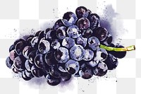 Black grape png clipart, fruit drawing on transparent background