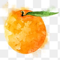 Mandarin orange png clipart, fruit drawing on transparent background